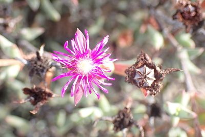 Smicrostigma viride, photographed by Di Turner