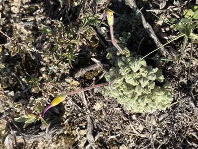 Oxalis imbricata, photographed by Christina