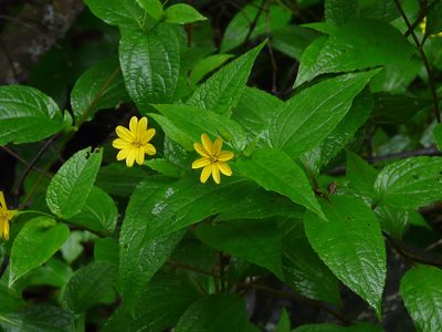 Wedelia urticaefolia, photographed by Dinesh Valke