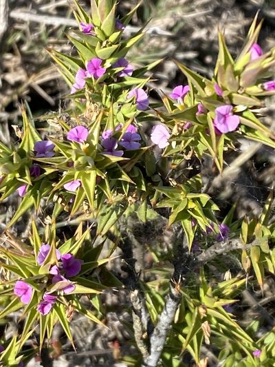 Muraltia cliffortiifolia, photographed by Christina