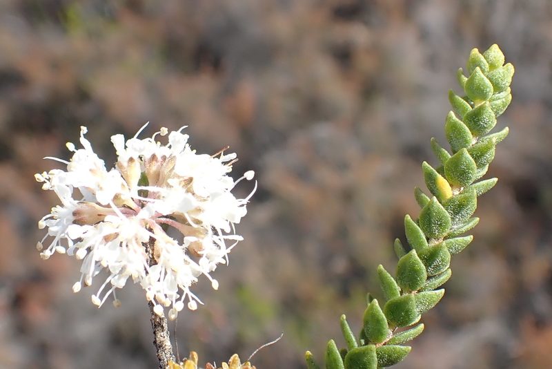 Agathosma roodebergensis, photographed by Di Turner