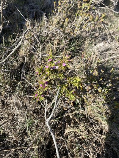 Muraltia cliffortiifolia, photographed by Christina