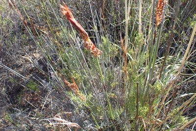 Thamnochortus rigidus, photographed by Di Turner
