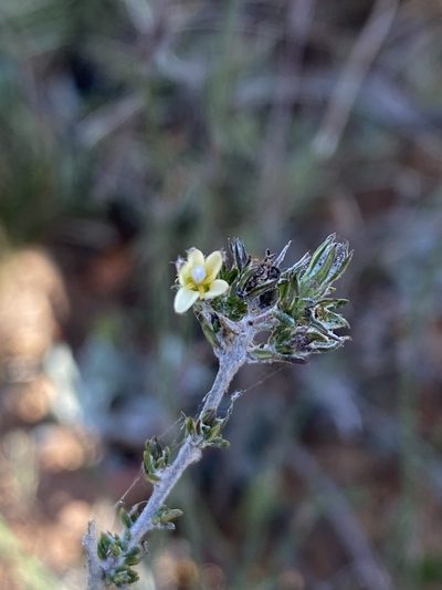 Wahlenbergia cinerea, photographed by Christina