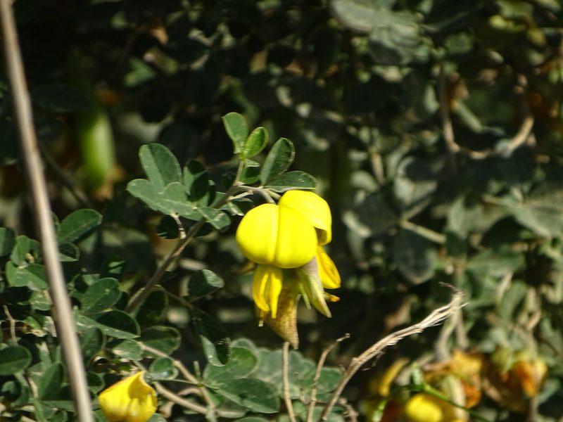Crotalaria capensis, photographed by Shaun Swanepoel