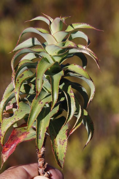 Cliffortia recurvata, photographed by Tony Rebelo