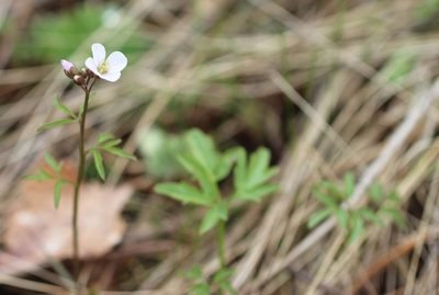 Cardamine trifida, photographed by Татьяна Максимова