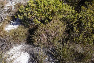 Erica equisetifolia, photographed by Tony Rebelo