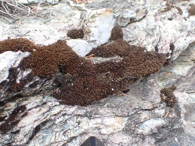 Schistidium maritimum, photographed by Roger Rittmaster