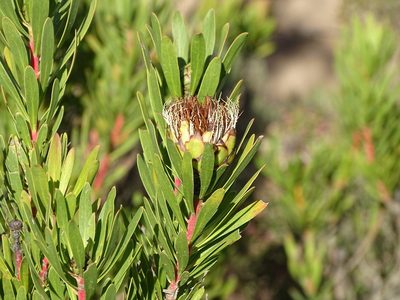 Protea lanceolata, photographed by Shaun Swanepoel