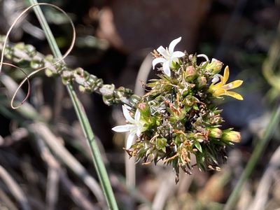 Wahlenbergia desmantha, photographed by Christina