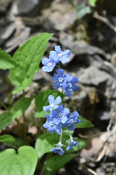 Omphalodes cappadocica, photographed by Марина Садыкова