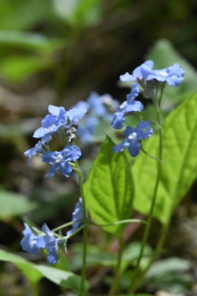 Omphalodes cappadocica, photographed by Марина Садыкова