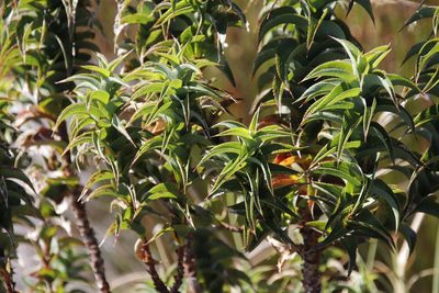 Cliffortia recurvata, photographed by Tony Rebelo