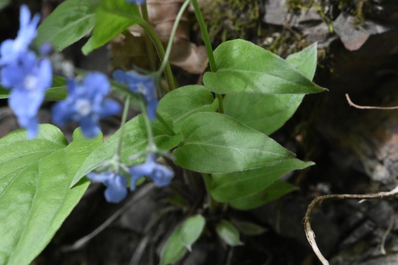 Omphalodes cappadocica, photographed by Марина Садыкова