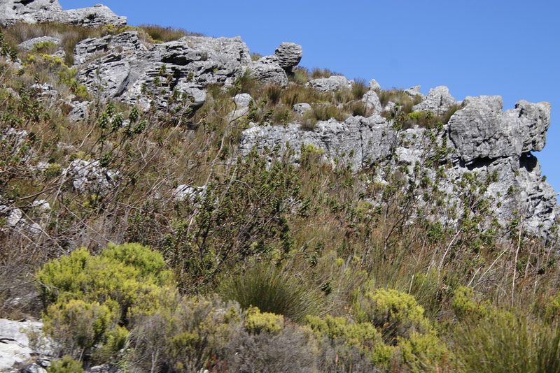 Cliffortia recurvata, photographed by Tony Rebelo