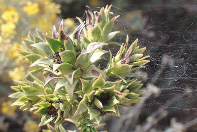 Oedera imbricata, photographed by Di Turner