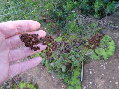 Crassula cultrata, photographed by Shaun Swanepoel