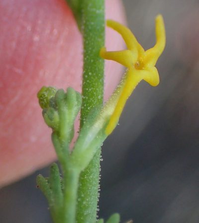 Manulea obovata, photographed by Nicola van Berkel