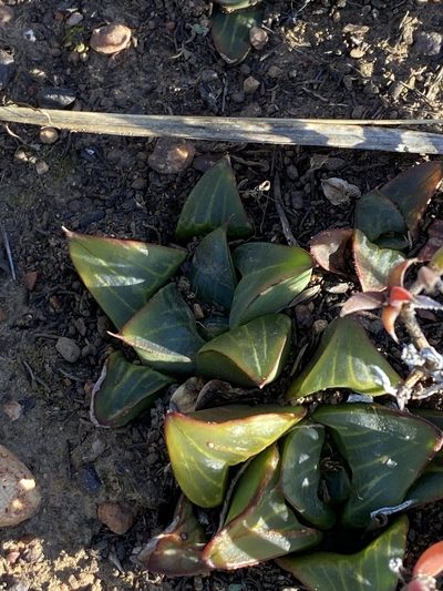 Haworthia retusa, photographed by Christina