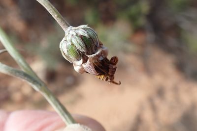 Arctotis lanceolata, photographed by Di Turner