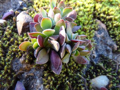 Crassula rubricaulis, photographed by Shaun Swanepoel