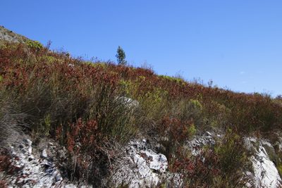 Restio bifarius, photographed by Tony Rebelo