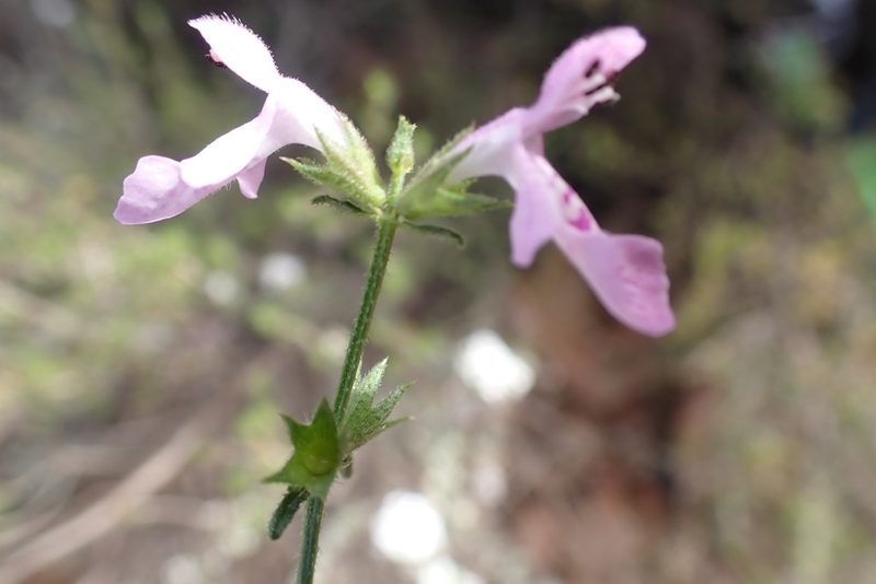 Stachys sublobata, photographed by Di Turner