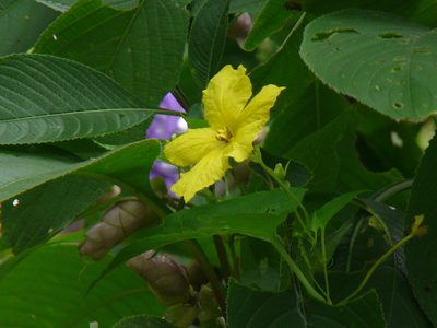 Momordica dioica, photographed by Dinesh Valke