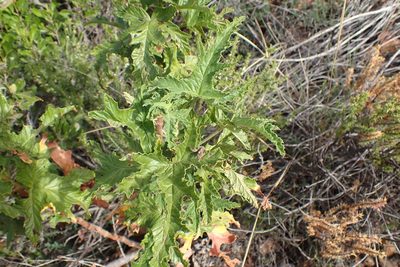 Pelargonium glutinosum, photographed by Di Turner