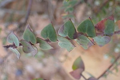 Polygala fruticosa, photographed by Di Turner