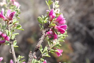 Indigofera nigromontana, photographed by Di Turner