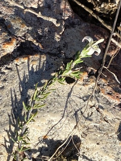 Wahlenbergia cinerea, photographed by Christina