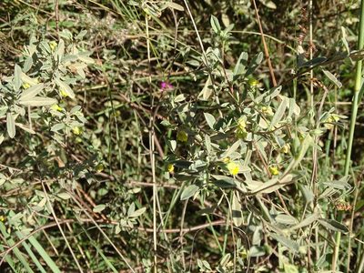 Hermannia lavandulifolia, photographed by Shaun Swanepoel