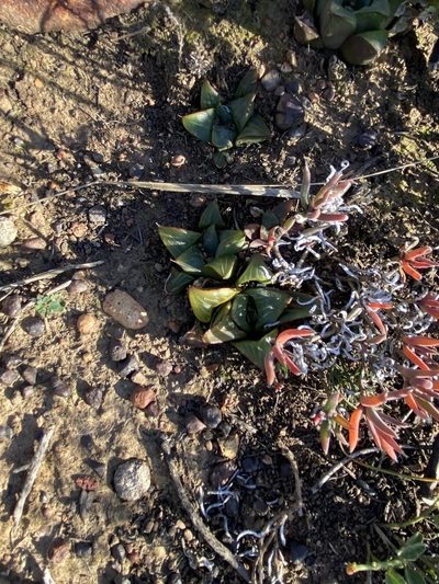 Haworthia retusa, photographed by Christina