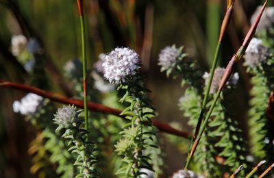 Kogelbergia verticillata, photographed by Tony Rebelo