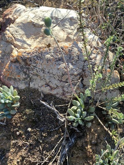 Senecio toxotis, photographed by Christina