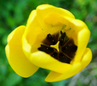 Tulipa gesneriana, photographed by Patrick Hacker