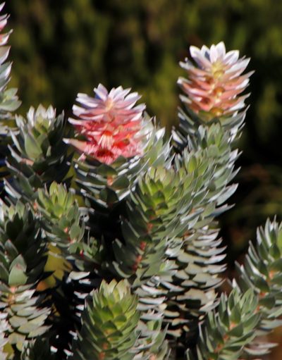 Mimetes arboreus, photographed by Tony Rebelo