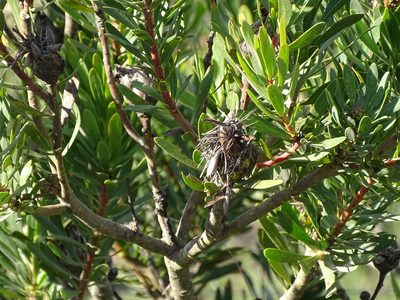 Protea lanceolata, photographed by Shaun Swanepoel