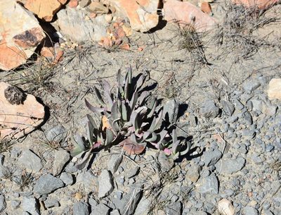 Carpobrotus mellei, photographed by Justin Ponder