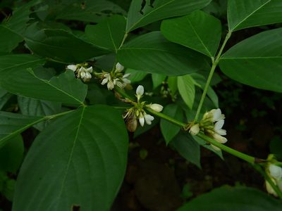 Dendrolobium triangulare, photographed by Dinesh Valke