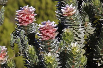 Mimetes arboreus, photographed by Tony Rebelo