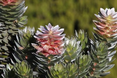 Mimetes arboreus, photographed by Tony Rebelo
