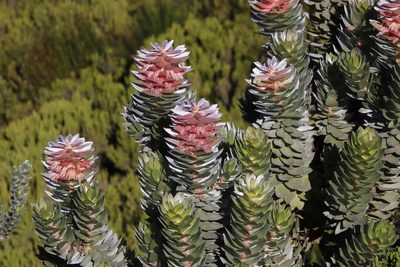 Mimetes arboreus, photographed by Tony Rebelo