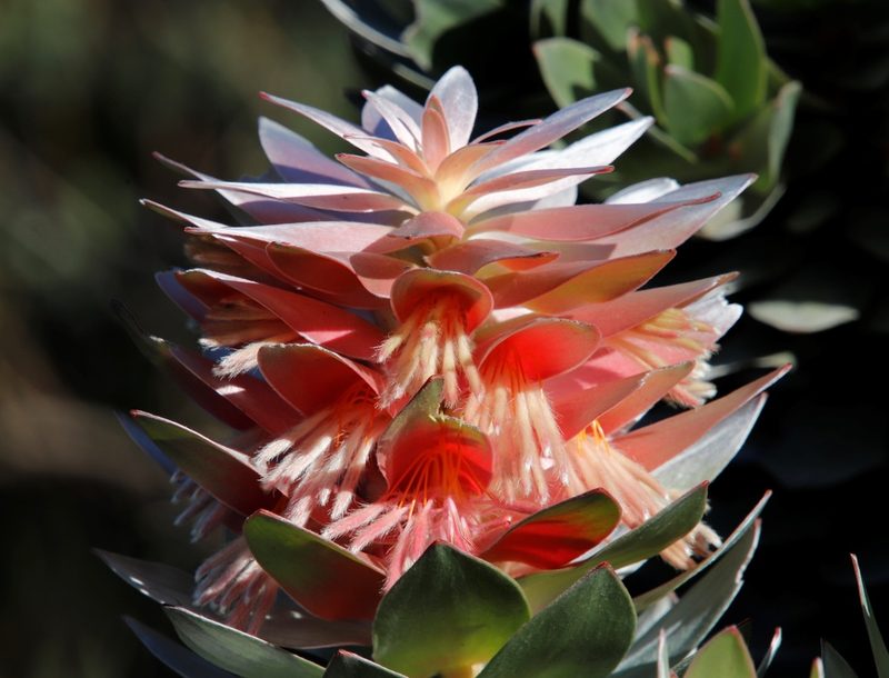 Mimetes arboreus, photographed by Tony Rebelo