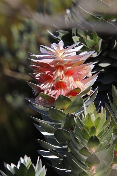 Mimetes arboreus, photographed by Tony Rebelo