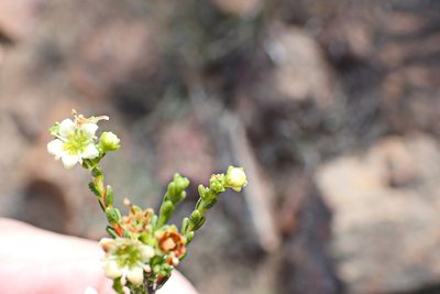 Diosma prama, photographed by Di Turner