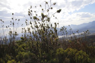 Cliffortia recurvata, photographed by Tony Rebelo