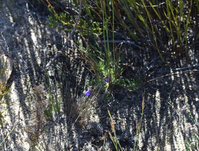 Lobelia tomentosa, photographed by Justin Ponder